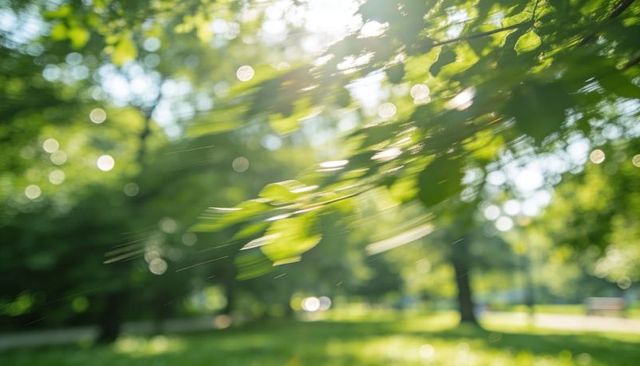 Sunlit leaves swaying in breeze with soft bokeh backlight and motion blur in park