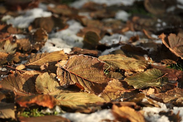 Autumn garden leaves snow - Download Free Stock Photos Pikwizard.com