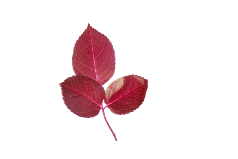transparent red autumn leaves isolated on white background - Download Free Stock Videos Pikwizard.com
