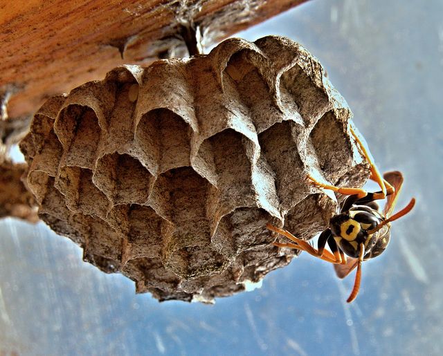 Close-up view of a paper wasp guarding its nest with hexagonal cells. Suitable for educational materials, entomology articles, nature photography collections, and insect behavior studies.