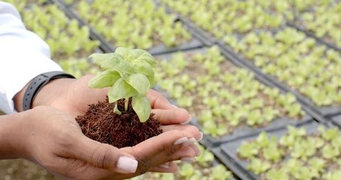 Nurturing seedling in hydroponic farm for sustainable agriculture