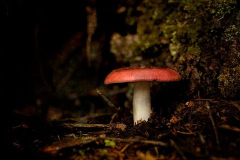 Vivid red mushroom in forest floor's natural light
