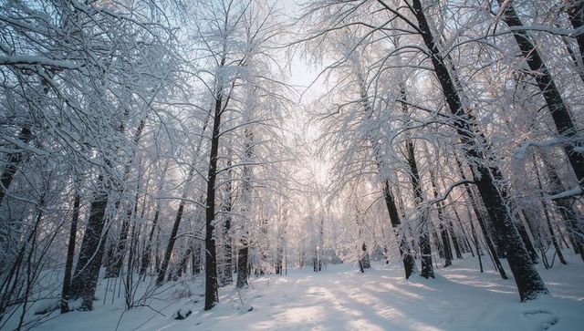 Sunlit snowy woodland with bare frosted trees casting long shadows at winter dawn