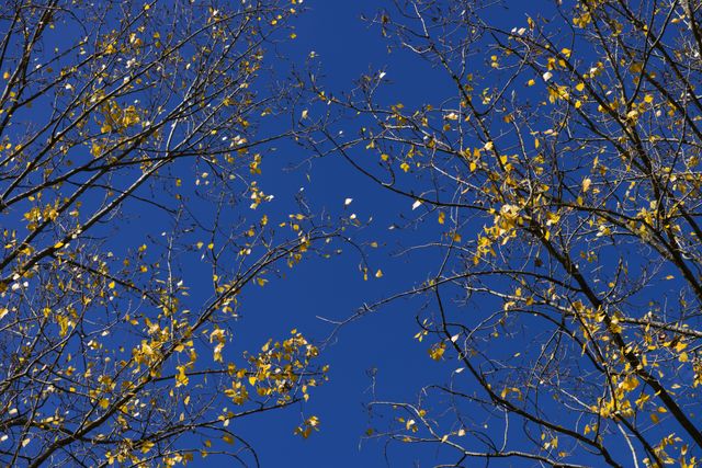 Blue foliage poplar sky - Download Free Stock Photos Pikwizard.com