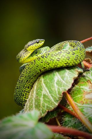 Close-up of bright green vine snake resting on leaf