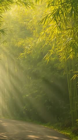 Sunlight streaming through bamboo canopy over winding road, misty grove vertical video