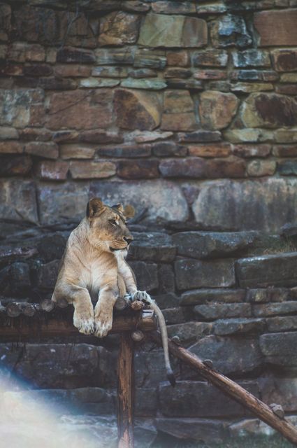 Lioness sitting calmly on wooden platform in rocky enclosure, ideal for wildlife conservations, zoo promotions, and nature documentaries. Perfect for illustrating wildlife ecology, animal behaviors, and zoo exhibits.