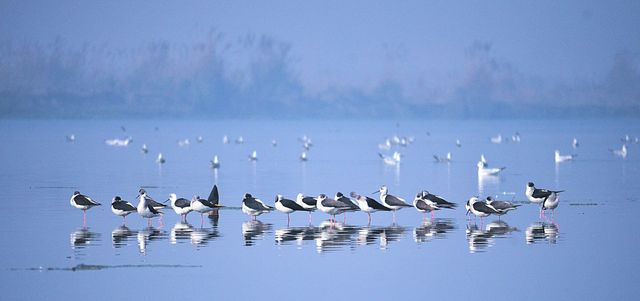 Group of Black-Winged Stilts standing in shallow water at sunrise. Predominantly blue tones create a tranquil and serene scene as these wading birds reflect in the still water. Ideal for themes related to nature, wildlife, ornithology, environmental conservation, and peaceful landscapes.