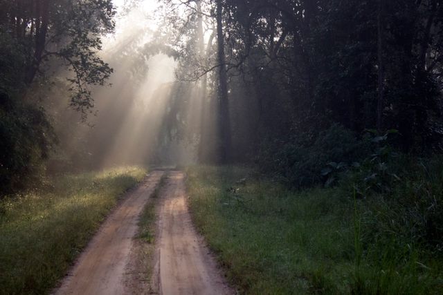 Morning light filters through the trees onto a dirt path in a tranquil forest. Ideal for depicting nature, serenity, outdoor exploration, or journeys. Suitable for websites, travel blogs, magazines, and inspirational content.
