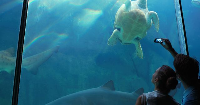 Couple capturing marine life through glass tank at aquarium, featuring a sea turtle and sharks. Ideal for use in tourism promotion, aquarium brochures, leisure activity advertisements, wildlife conservation campaigns.