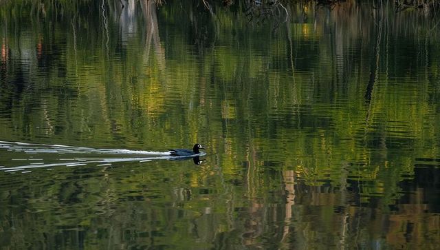 Gliding dark-plumed duck crossing mirrorlike forest pond with rippled reflections and wake