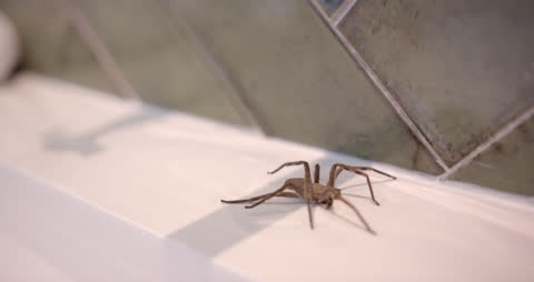 Close-Up of Large Spider in Home Interior