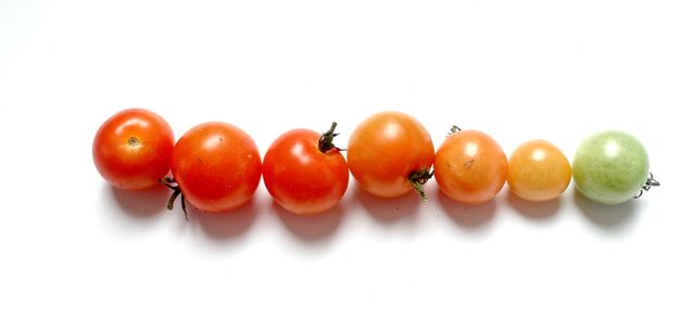 Ideal for illustrating the ripening process of tomatoes, can be used in educational materials or to promote healthy eating. Suitable for articles about agriculture, gardening, or food preparation.