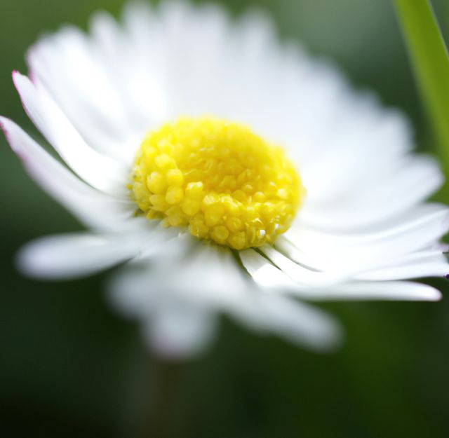 Close up of white daisy over grass and blurred background. Spring, nature and growth concept.