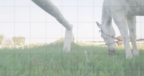 White horse grazing on lush green pasture near white fence