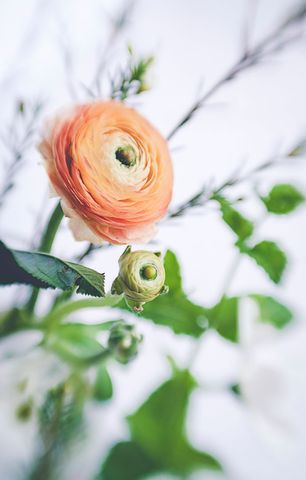 Soft Peach Ranunculus with Fresh Greenery