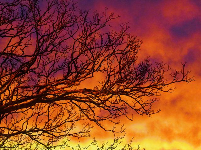 This image shows bare tree branches silhouetted against a dramatic and vibrant sunset sky. The color palette includes deep oranges and purples, creating a striking contrast. Suitable for use in nature-themed projects, backgrounds, or inspirational content related to the beauty of the natural world.