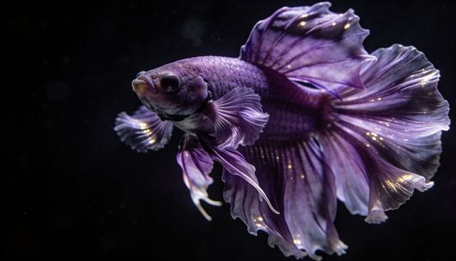 Gliding purple betta fish displaying iridescent ruffled fins and shimmering scales