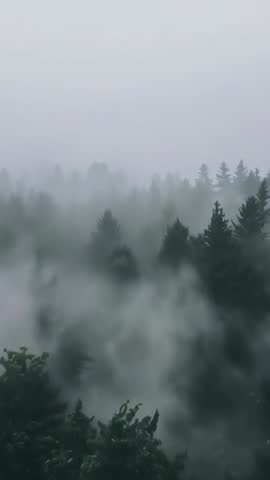 Vertical aerial video of fog rolling through fir forest canopy revealing layered treeline