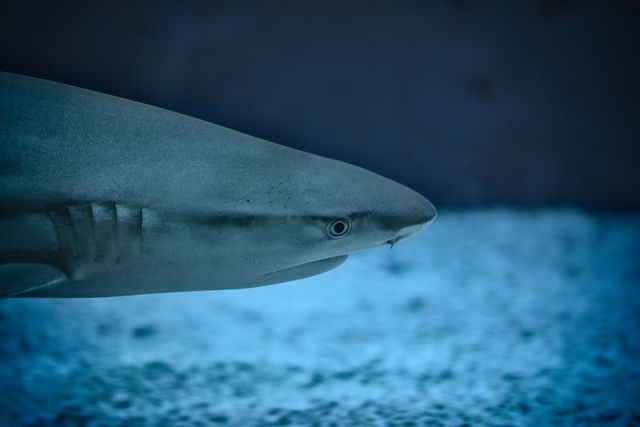 Image depicting a close-up of a shark swimming underwater against a blue background. Ideal for use in content related to marine biology, ocean conservation, marine wildlife, aquatic sports, and educational materials about sea creatures.