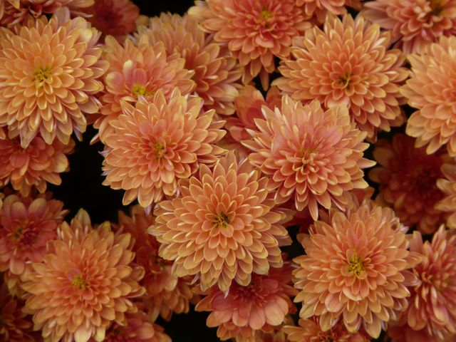 Close-up capturing vibrant orange chrysanthemum flowers in full bloom, showcasing intricate petals and natural beauty. Ideal for gardening articles, floral designs, seasonal decorations, and nature-themed projects. These blossoms emphasize the beauty of autumn and nature's intricate details.