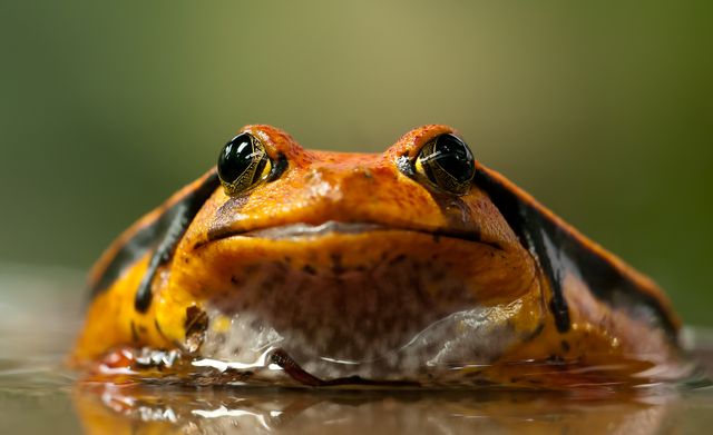 Orange and Black Frog - Download Free Stock Photos Pikwizard.com