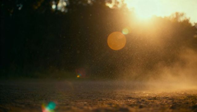 Golden hour dust rising over forest floor, backlit particles and warm lens flares