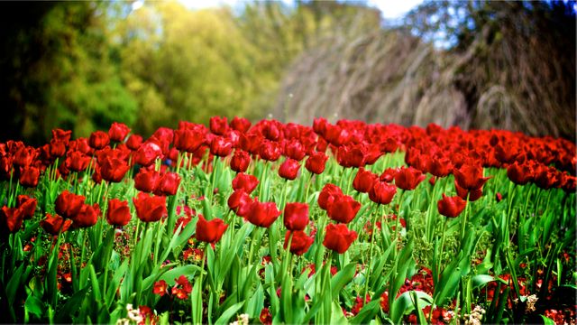 Beautiful Field of Red Tulips in Bloom - Download Free Stock Photos Pikwizard.com