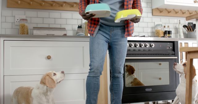 A man is feeding two beagle dogs in a modern kitchen. The dogs are sitting attentively, looking up at the person holding two brightly colored food bowls. The kitchen has contemporary appliances and a tidy, clean appearance. This image can be used to depict themes of pet care, home life, and human-animal bonding.