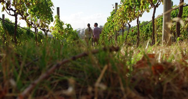 Couple Strolling Through Vineyard on Sunny Day - Download Free Stock Images Pikwizard.com