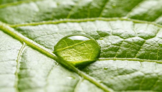 Macro water droplet magnifying central leaf vein with textured cells vibrant green closeup