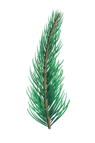 Transparent Pine Needle Sprig Illustration on White - Download Free Stock Videos Pikwizard.com