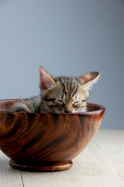 An adorable tabby kitten is peacefully sleeping inside a beautifully carved wooden bowl. This charming portrayal captures the serene and endearing moment of rest, adding a warm and inviting atmosphere. Ideal for use in promotional materials for pet adoption, calendars, pet care guides, or any content promoting home coziness and the charm of living with pets.