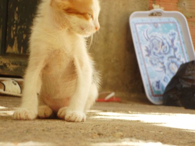 Kitten sits on ground in bright sunlight, curiously looking to side. Ideal for pet care blogs, animal lover websites, cat product ads, or social media posts about pets.