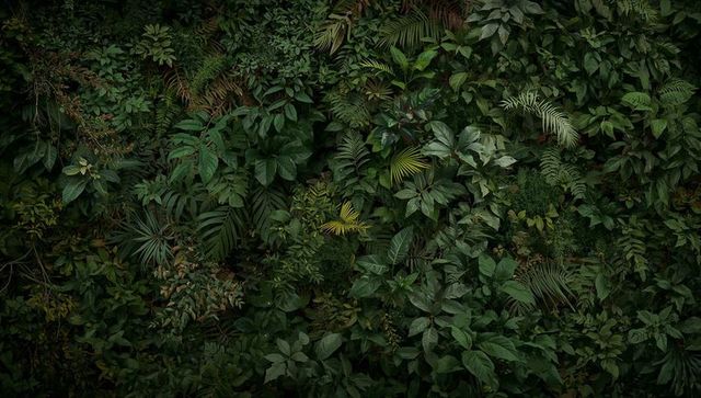 Lush living wall covering surface with mixed tropical foliage and fern fronds