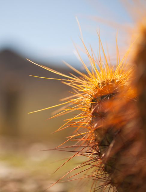 This close-up image of golden cactus spines in a desert setting captures the intricate details and texture of the plant. Suitable for themes related to nature, desert plants, outdoor environments, and natural textures. Useful for blog posts, educational materials about desert flora, or backgrounds for websites focusing on nature and ecology.