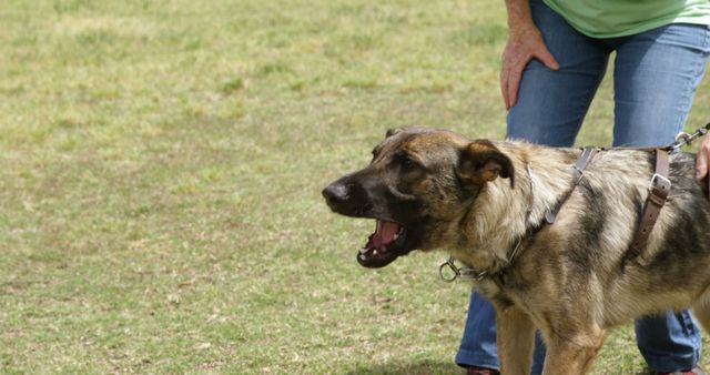 German Shepherd is on leash held by person in casual attire. The background shows grass and open space. Suitable for use in subjects like dog training, pet care, outdoor activities, and exercising pets.