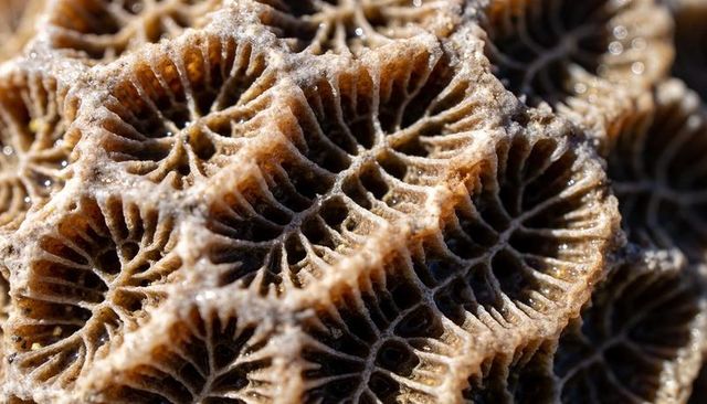 Fossilized coral macro showing corallites and radial septa with porous sandy texture