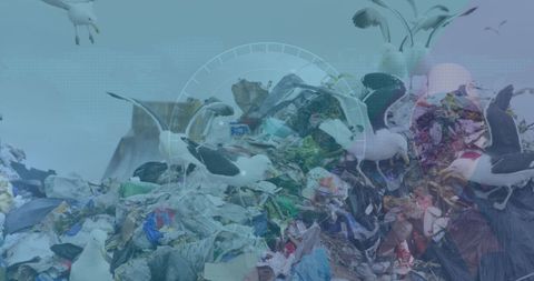 Seagulls Flying Over Rubbish Dump with Digital Data Overlay - Download Free Stock Images Pikwizard.com