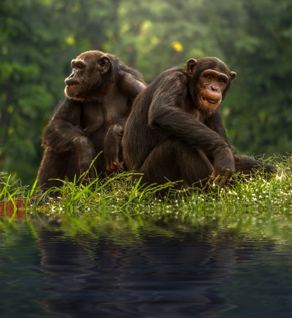 Two Chimpanzees Sitting Near Water in Lush Jungle Setting - Download Free Stock Photos Pikwizard.com
