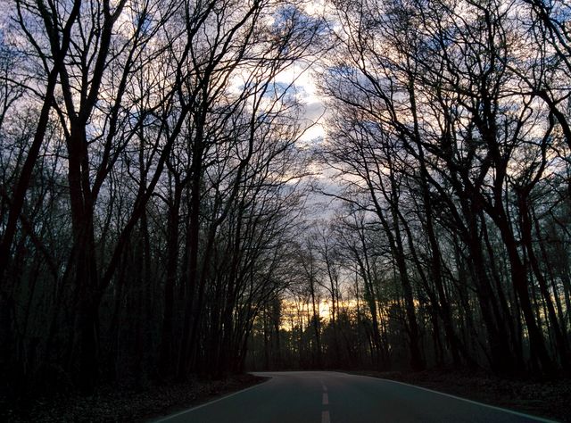 Calm forest road with leafless trees during sunset perfect for illustrating tranquility in nature, scenic travel routes, or serene outdoor settings. Can be used in travel blogs, relaxation themes, or nature photography galleries.