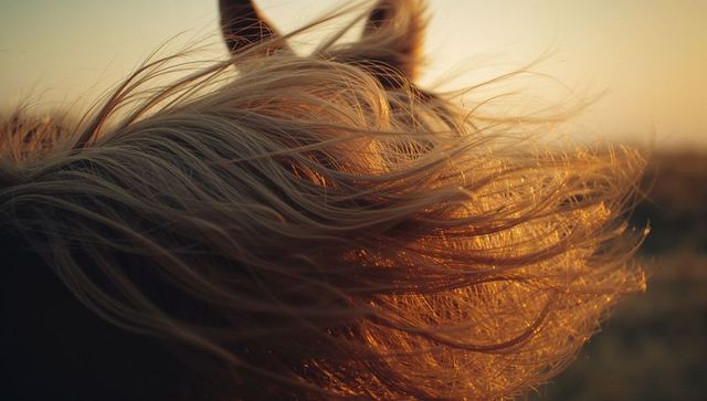 Flowing horse mane illuminated by golden sunset