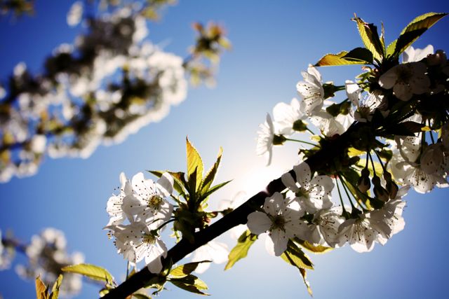 Cherry Blossoms in Spring Bloom Against Clear Blue Sky - Download Free Stock Photos Pikwizard.com