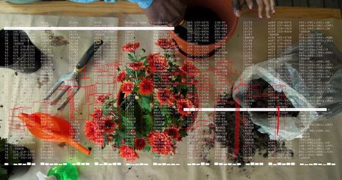 Repotting red-orange flowering plant together top-down view collaborative home gardening