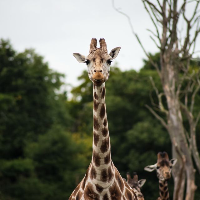 Giraffes standing in a natural habitat with lush green trees and foliage in the background. Useful for nature, wildlife, and conservation themes. Ideal for educational material, travel brochures, and wildlife documentaries.