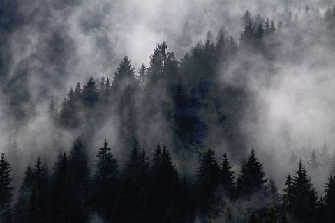 Misty Forest Landscape with Pine Trees