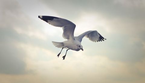 Seagull gliding through soft cloudy sky with outstretched wings conveying freedom