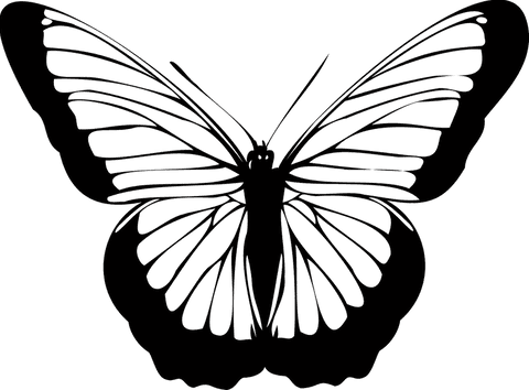 butterfly silhouette with transparent background - Download Free Stock Videos Pikwizard.com