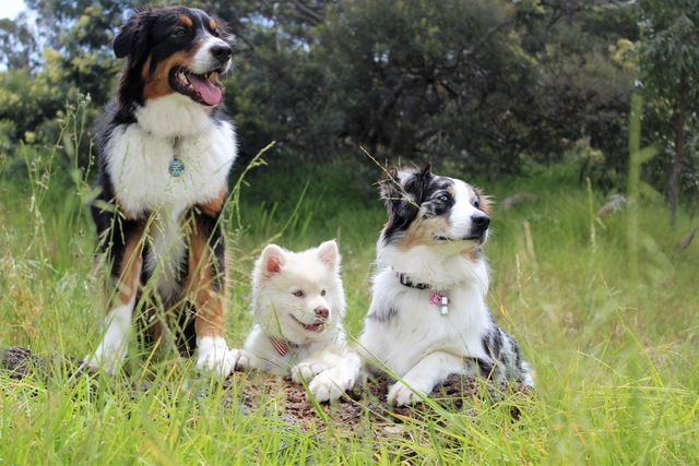 Three Australian Shepherd dogs rest together in a grassy field. Useful for pet care articles, advertisements for canine products, or veterinarian services showcasing the bond between family pets in natural surroundings.