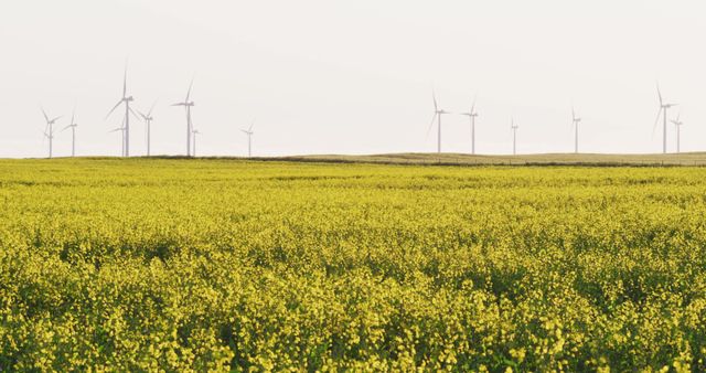 General view of wind turbines in countryside landscape with yellow flowers and cloudless sky. environment, sustainability, ecology, renewable energy, global warming and climate change awareness.
